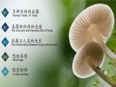 2.3.3 真菌（教学课件）-2024-2025学年度七年级生物上册同步高效课堂（人教版2024）