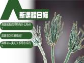 2.3.3 真菌（教学课件）-2024-2025学年度七年级生物上册同步高效课堂（人教版2024）