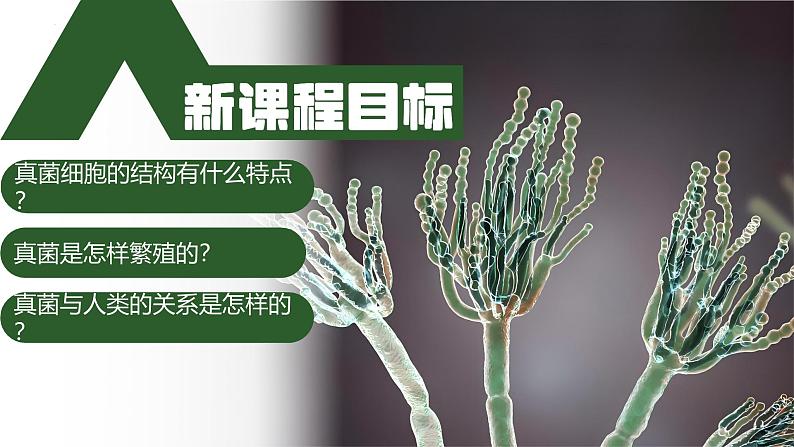 2.3.3 真菌（教学课件）-2024-2025学年度七年级生物上册同步高效课堂（人教版2024）第3页