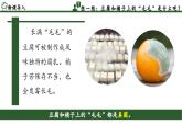2.3.3 真菌（教学课件）-2024-2025学年度七年级生物上册同步高效课堂（人教版2024）