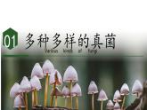 2.3.3 真菌（教学课件）-2024-2025学年度七年级生物上册同步高效课堂（人教版2024）