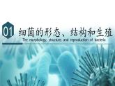 2.3.2 细菌（教学课件）-2024-2025学年七年级生物上册同步高效课堂（人教版2024）
