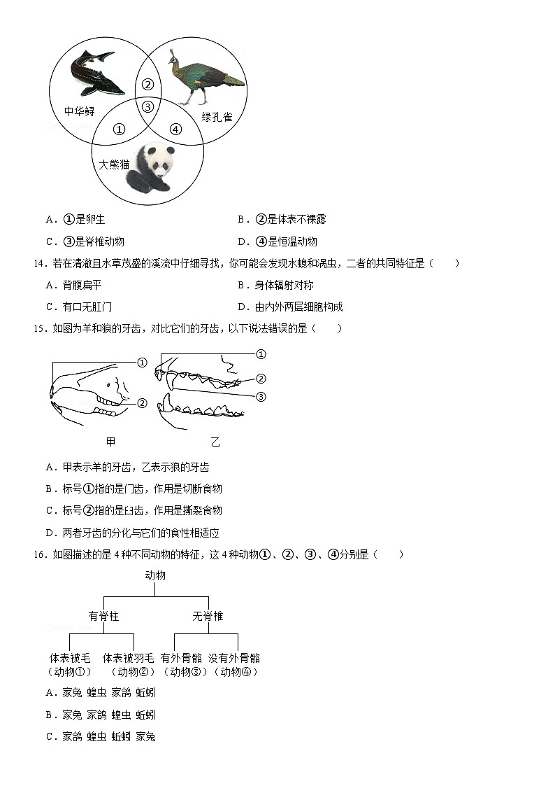 天津市和平区汉阳道中学2024-2025学年八年级（上）期中生物试卷  含详解第3页