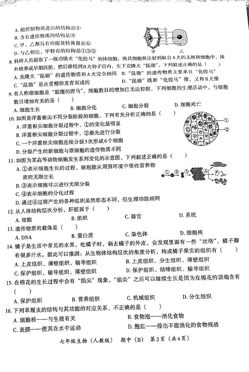 河南省郑州市新郑市2024-2025学年七年级上学期11月期中生物试题第2页