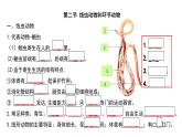 人教版生物八年级上册期末考试知识点汇总（课件）