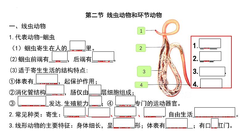 人教版生物八年级上册期末考试知识点汇总（课件）第3页