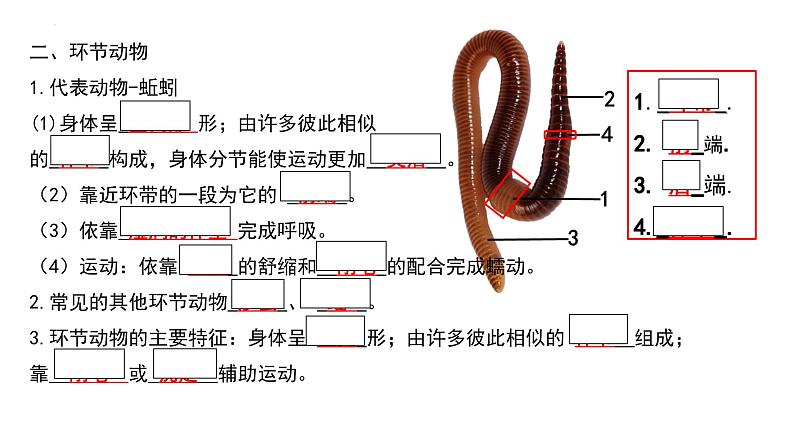 人教版生物八年级上册期末考试知识点汇总（课件）第4页