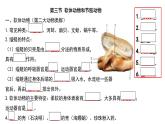 人教版生物八年级上册期末考试知识点汇总（课件）