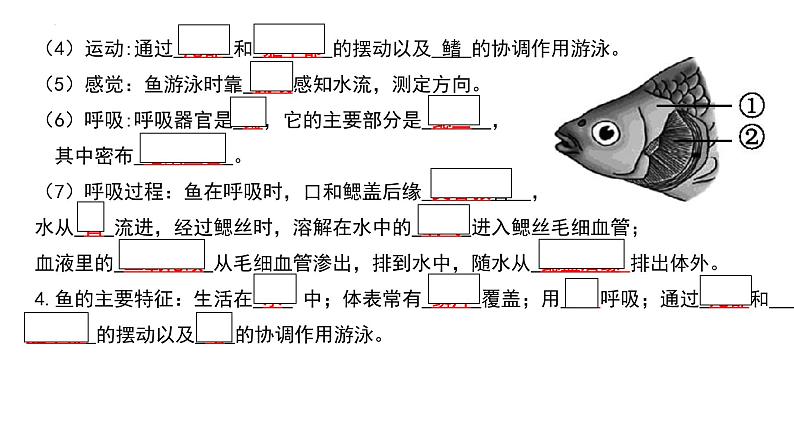 人教版生物八年级上册期末考试知识点汇总（课件）第8页