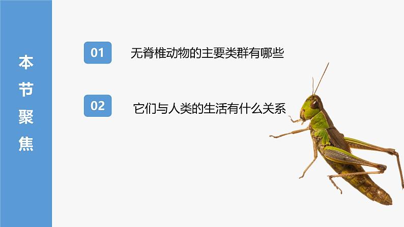 人教版生物七年级上册2.2.1《无脊椎动物》课件第2页