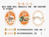 人教版生物七年级上册2.2.1《无脊椎动物》课件