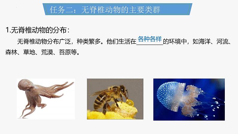 人教版生物七年级上册2.2.1《无脊椎动物》课件第6页