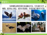 人教版生物七年级上册2.2.2《脊椎动物（三、鸟和哺乳动物）》课件