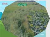 人教版生物七年级上册2.2.2《脊椎动物—两栖动物和爬行动物》教学课件