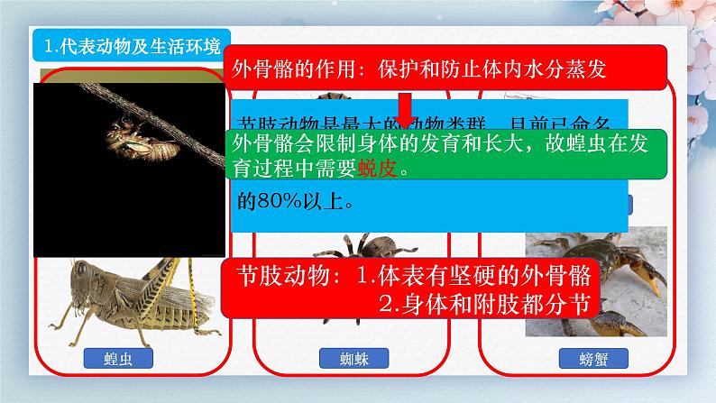 人教版生物七年级上册2.2.2《无脊椎动物》（第2课时）课件07