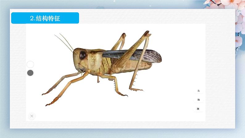 人教版生物七年级上册2.2.2《无脊椎动物》（第2课时）课件08