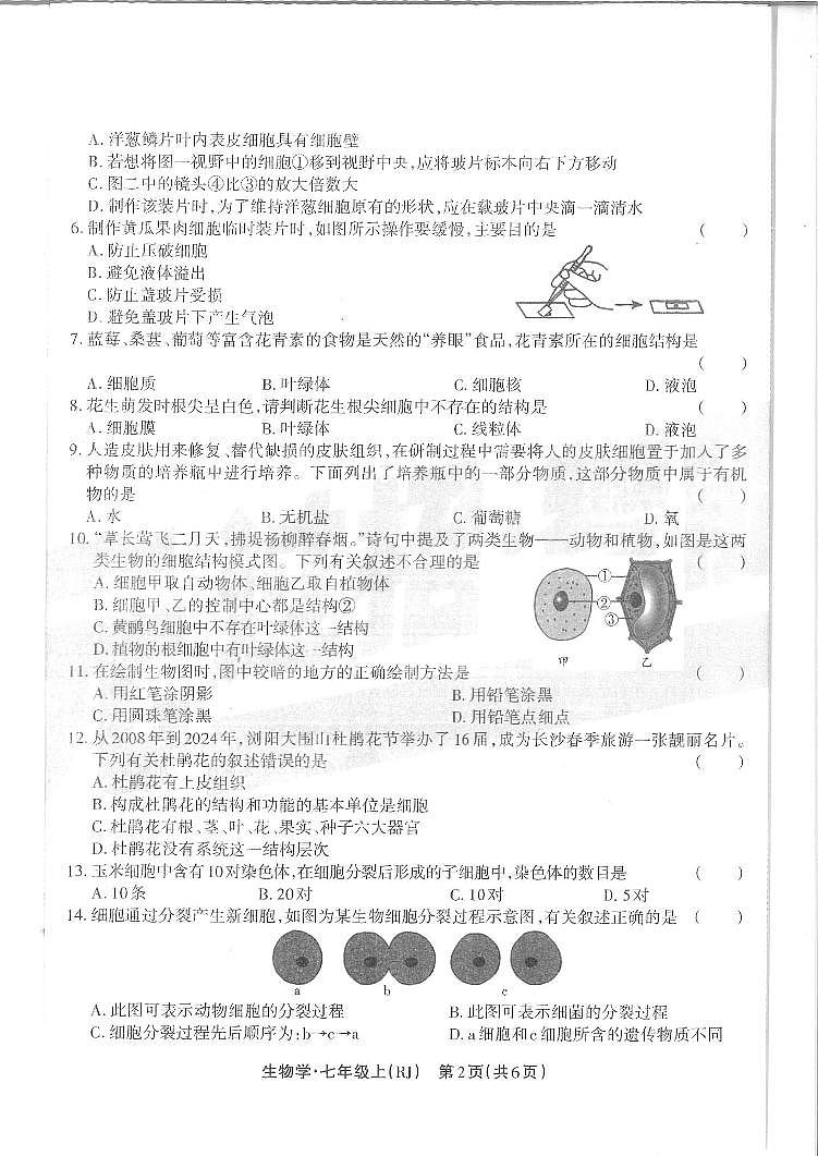 湖南省邵阳市隆回县2024—2025学年七年级上学期期中生物考试试卷02