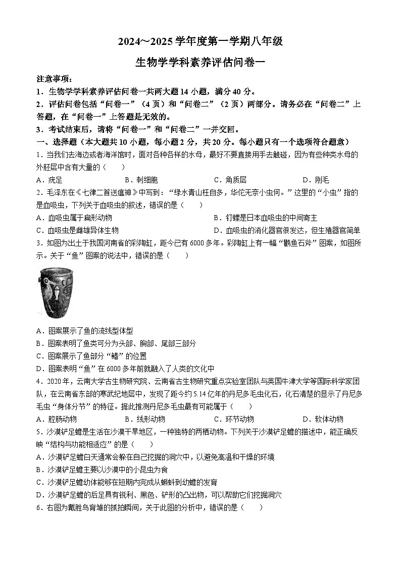 安徽省六安市霍邱县2024-2025学年八年级上学期期中生物试题第1页
