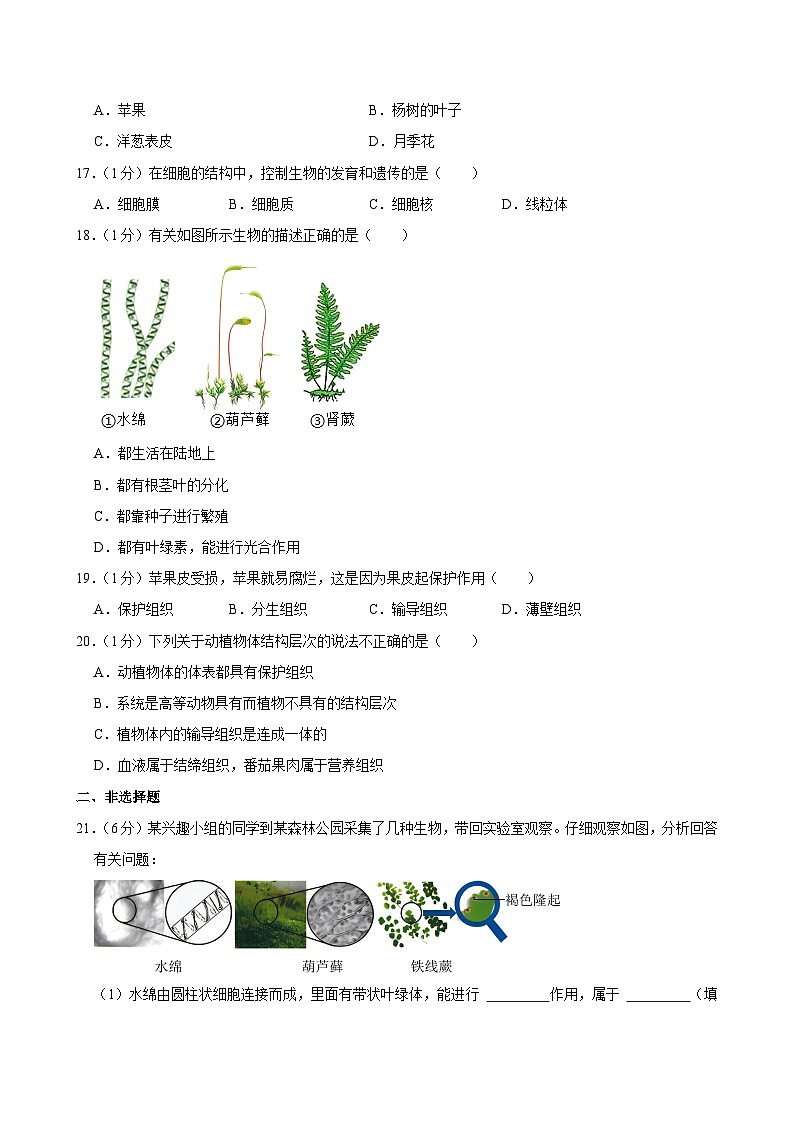 重庆市江津第二中学联盟十校联考2024-2025学年七年级上学期期中测试生物试题第3页