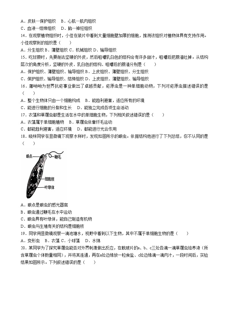 云南省大理州下关一中初中部教育集团2024-2025学年七年级上学期期中生物试题03
