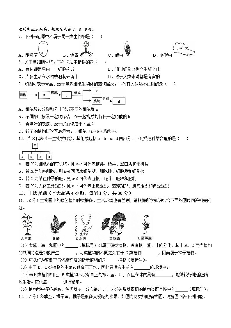 湖北省孝感市孝昌县2024-2025学年七年级上学期期中生物试题第2页