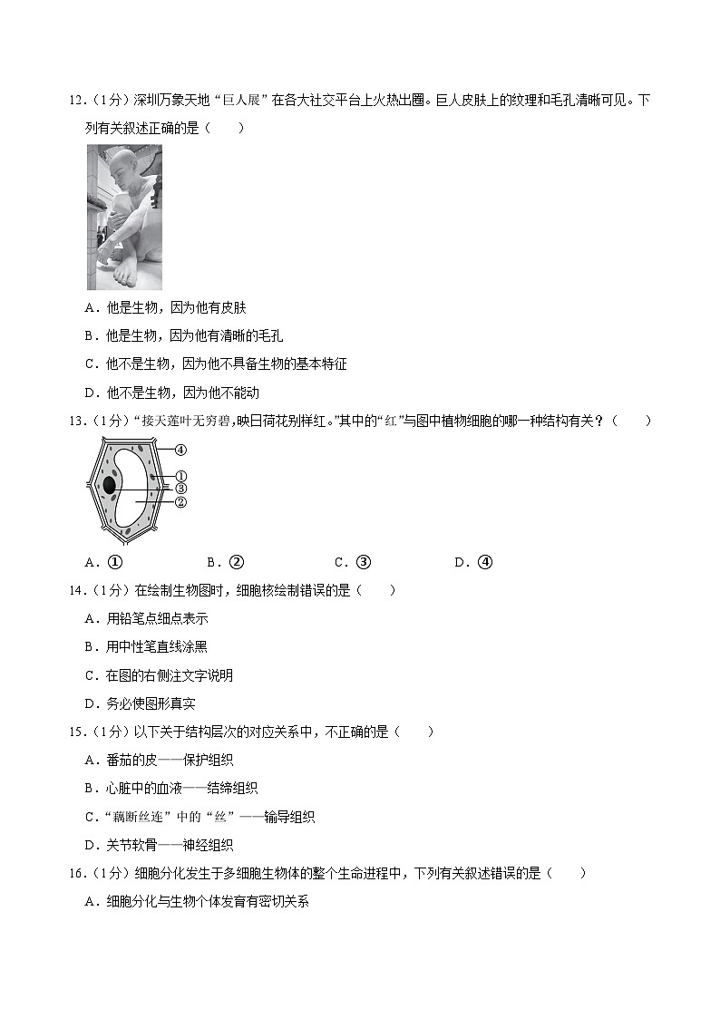 广东省深圳市宝安区七校联考2024-2025学年七年级上学期期中考试生物试卷03