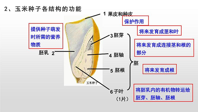 2025年中考生物一轮复习考点通关精讲课件专题06 生物圈中有哪些绿色植物及种子的萌发（含答案）第7页