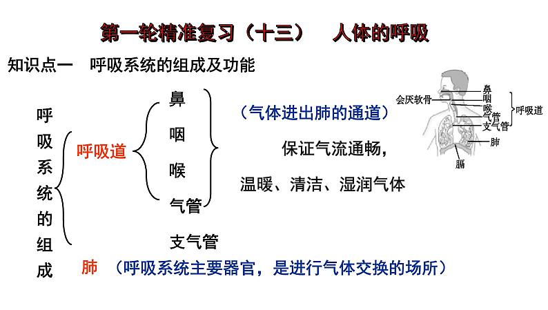 2025年中考生物一轮复习考点通关精讲课件专题13 人体的呼吸（含答案）第1页