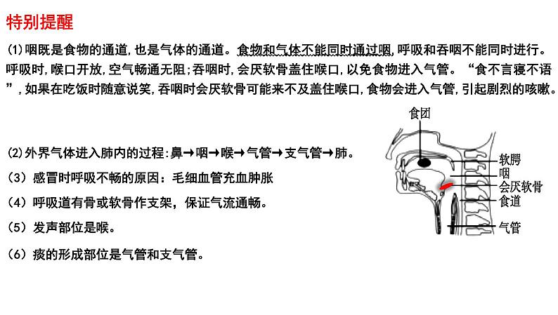 2025年中考生物一轮复习考点通关精讲课件专题13 人体的呼吸（含答案）第3页