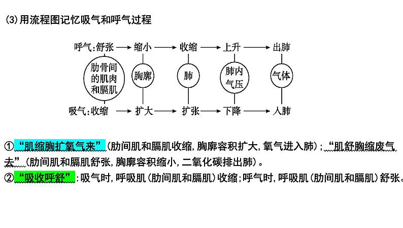 2025年中考生物一轮复习考点通关精讲课件专题13 人体的呼吸（含答案）第7页