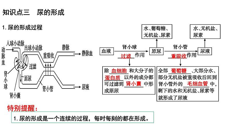 2025年中考生物一轮复习考点通关精讲课件专题16 人体内废物的排出（含答案）第8页