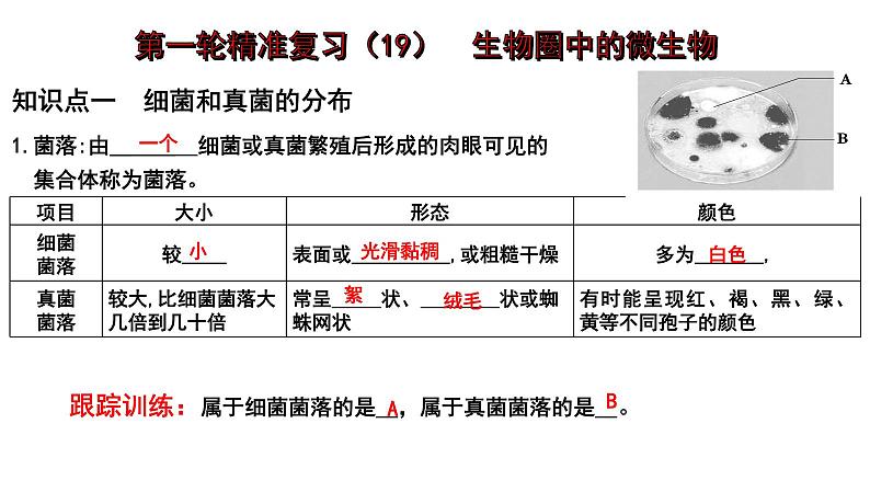 2025年中考生物一轮复习考点通关精讲课件专题19 生物圈中的微生物（含答案）第1页