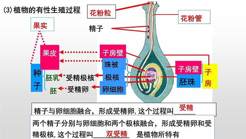 2025年中考生物一轮复习考点通关精讲课件专题22 生物的生殖和发育（含答案）第2页