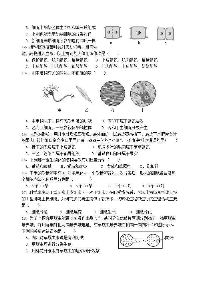 河南省新乡市原阳县2024-2025学年七年级上学期11月期中生物试题03