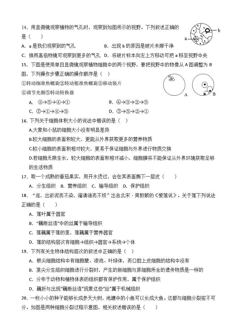 广东省揭阳市揭西县2024-2025学年七年级上学期期中考试生物试题03