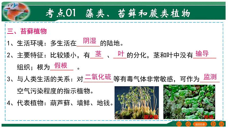 2025年中考生物一轮复习考点练习课件 专题04 生物圈中有哪些绿色植物第6页