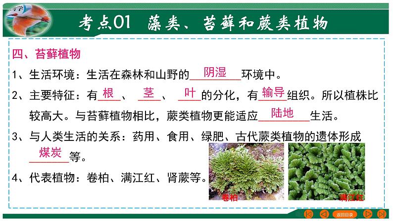 2025年中考生物一轮复习考点练习课件 专题04 生物圈中有哪些绿色植物第7页