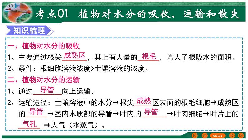 2025年中考生物一轮复习考点练习课件 专题06 绿色植物与生物圈的水循环第4页