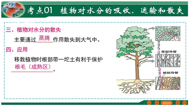 2025年中考生物一轮复习考点练习课件 专题06 绿色植物与生物圈的水循环第5页