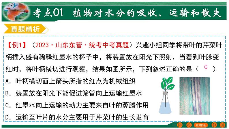 2025年中考生物一轮复习考点练习课件 专题06 绿色植物与生物圈的水循环第6页