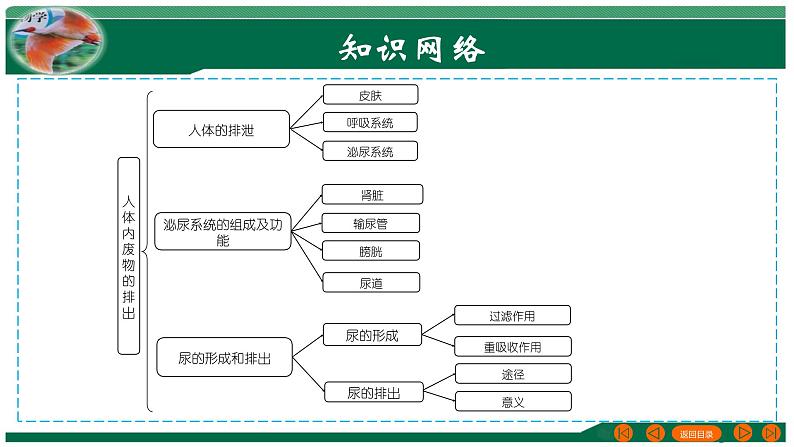 2025年中考生物一轮复习考点练习课件 专题13 人体内废物的排出第3页