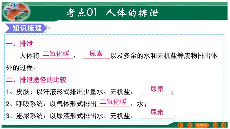 2025年中考生物一轮复习考点练习课件 专题13 人体内废物的排出第4页