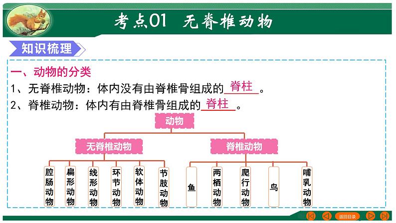 2025年中考生物一轮复习考点练习课件 专题16 动物的主要类群第4页