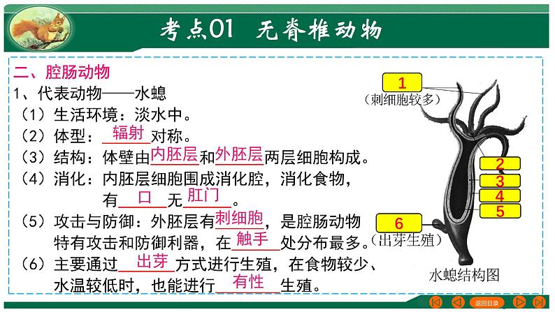 2025年中考生物一轮复习考点练习课件 专题16 动物的主要类群第5页