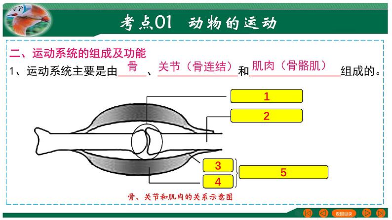 2025年中考生物一轮复习考点练习课件 专题17 动物的运动和行为+动物在生物圈中的作用第5页