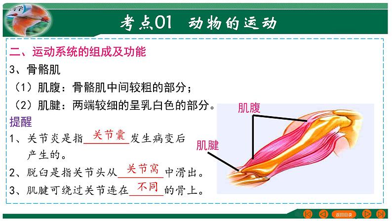 2025年中考生物一轮复习考点练习课件 专题17 动物的运动和行为+动物在生物圈中的作用第7页