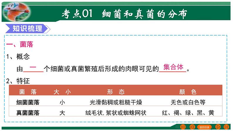 2025年中考生物一轮复习考点练习课件 专题18 细菌、真菌和病毒04