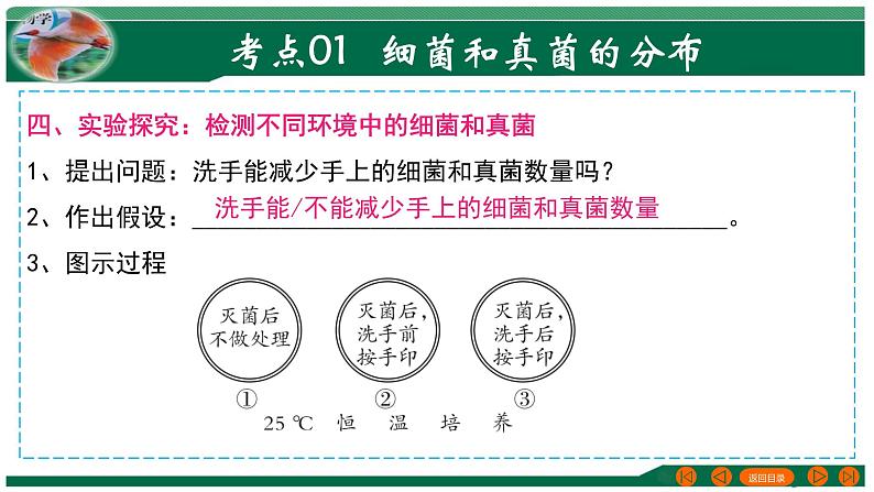 2025年中考生物一轮复习考点练习课件 专题18 细菌、真菌和病毒07