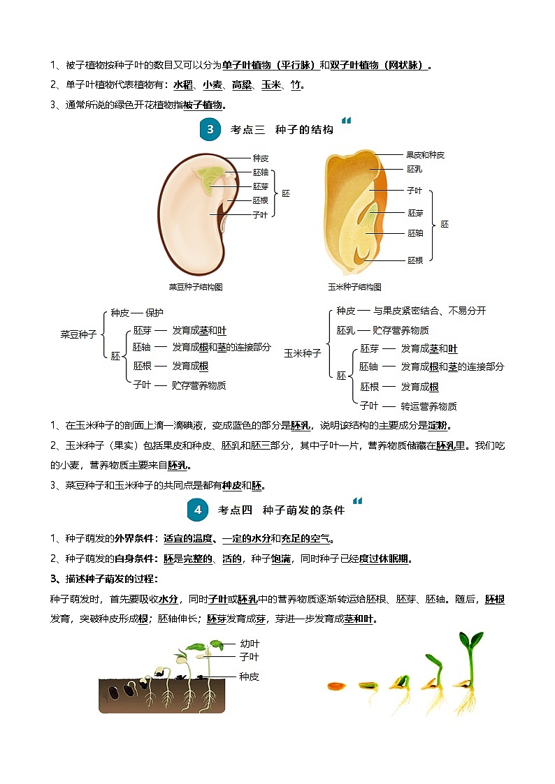 2025年中考生物一轮复习知识清单03 生物圈中有哪些绿色植物+被子植物的一生（6大考点+6大高频命题点）（教师版）第2页