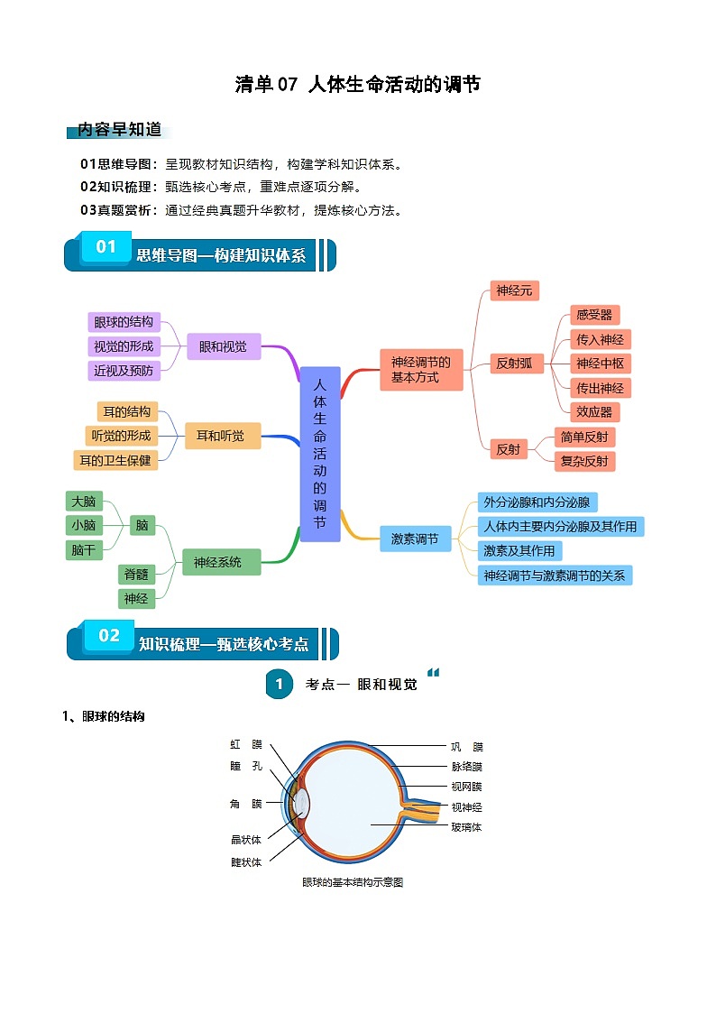 2025年中考生物一轮复习知识清单07 人体生命活动的调节（5大考点+6大高频命题点）（学生版）第1页